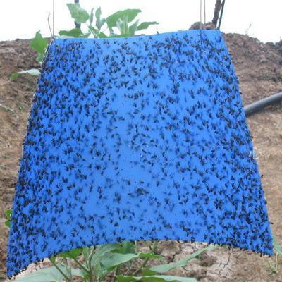 蓝色粘虫板诱虫蓝色板大棚防虫各种蝇和蓟马